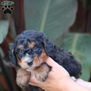 Teddy, Mini Bernedoodle Puppy