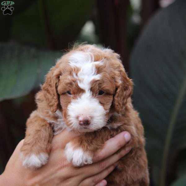 Lilly, Mini Bernedoodle Puppy