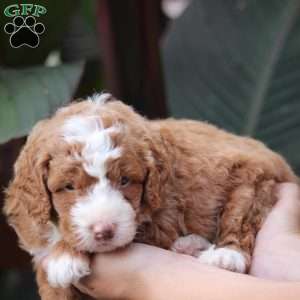 Lilly, Mini Bernedoodle Puppy