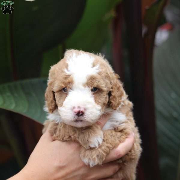 Jax, Mini Bernedoodle Puppy
