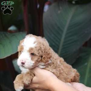 Jax, Mini Bernedoodle Puppy
