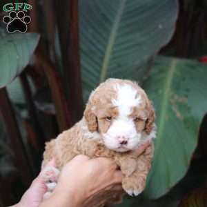 Jax, Mini Bernedoodle Puppy
