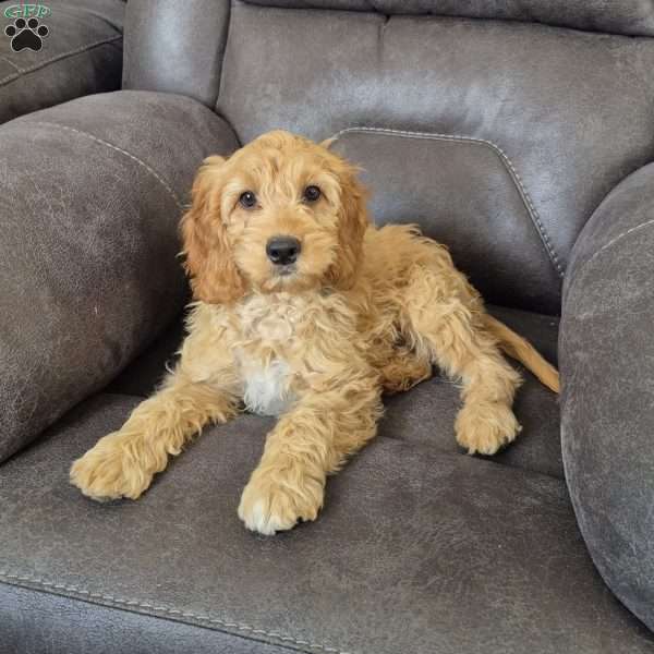 Bently, Cockapoo Puppy