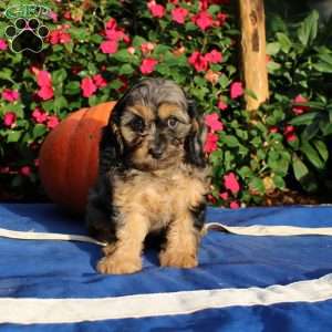 Ruby, Cavapoo Puppy