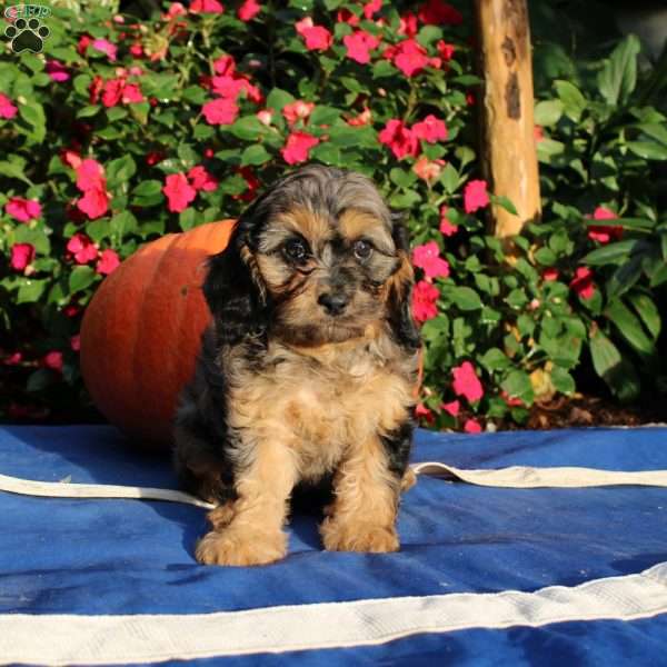 Ruby, Cavapoo Puppy