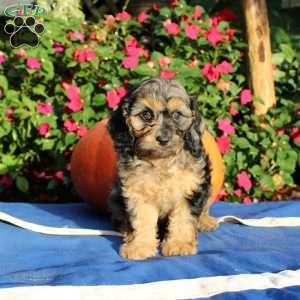 Ruby, Cavapoo Puppy
