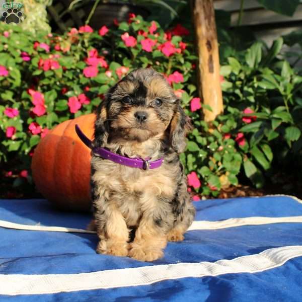 Rhoda, Cavapoo Puppy
