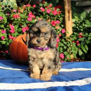 Rhoda, Cavapoo Puppy