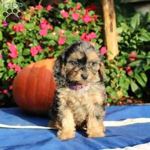 Rhoda, Cavapoo Puppy