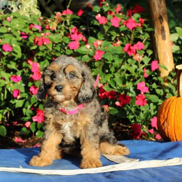 Reta, Cavapoo Puppy