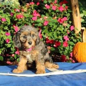 Reta, Cavapoo Puppy