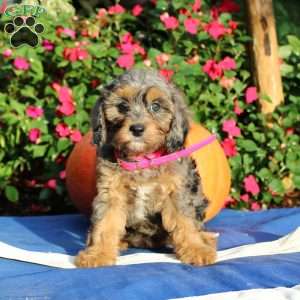 Reta, Cavapoo Puppy