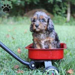 Reta, Cavapoo Puppy
