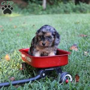 Reta, Cavapoo Puppy
