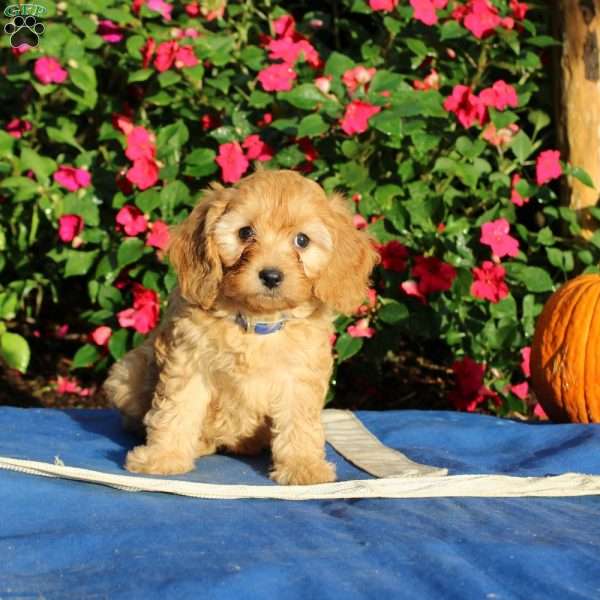 Regan, Cavapoo Puppy