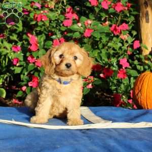 Regan, Cavapoo Puppy