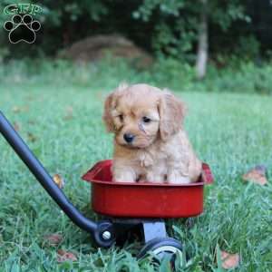 Regan, Cavapoo Puppy