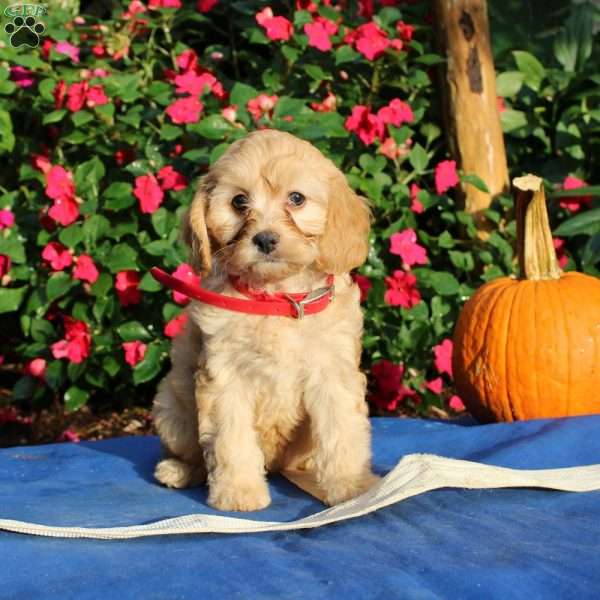 Reba, Cavapoo Puppy