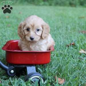Reba, Cavapoo Puppy