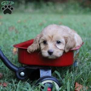 Reba, Cavapoo Puppy