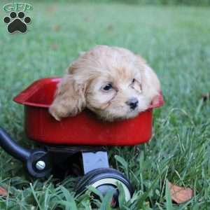 Reba, Cavapoo Puppy