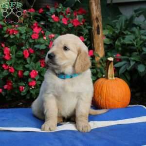 Pedro, Golden Retriever Puppy