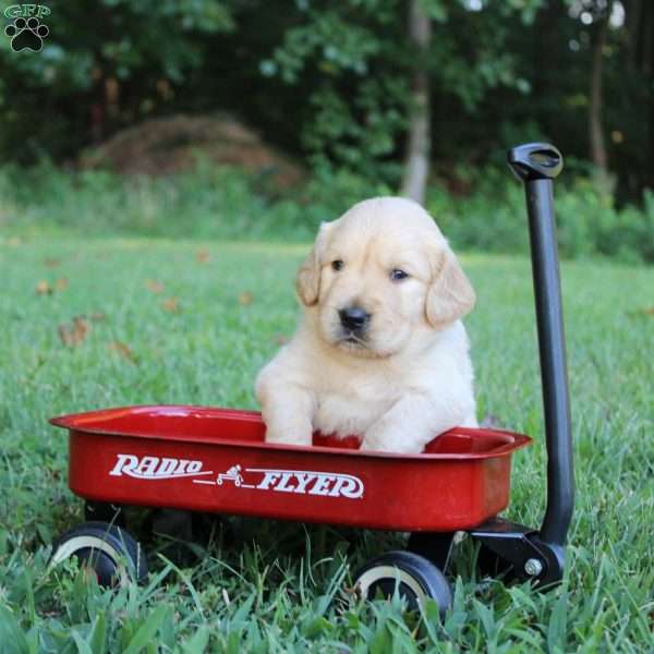 Pedro, Golden Retriever Puppy