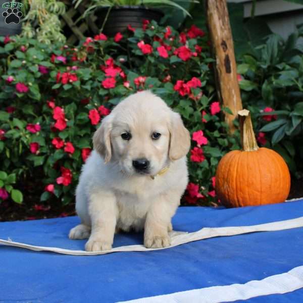 Penny, Golden Retriever Puppy