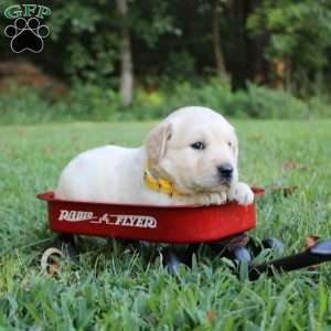 Penny, Golden Retriever Puppy