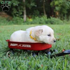 Penny, Golden Retriever Puppy