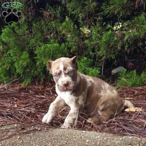 Chocolate Chip, Cane Corso Puppy