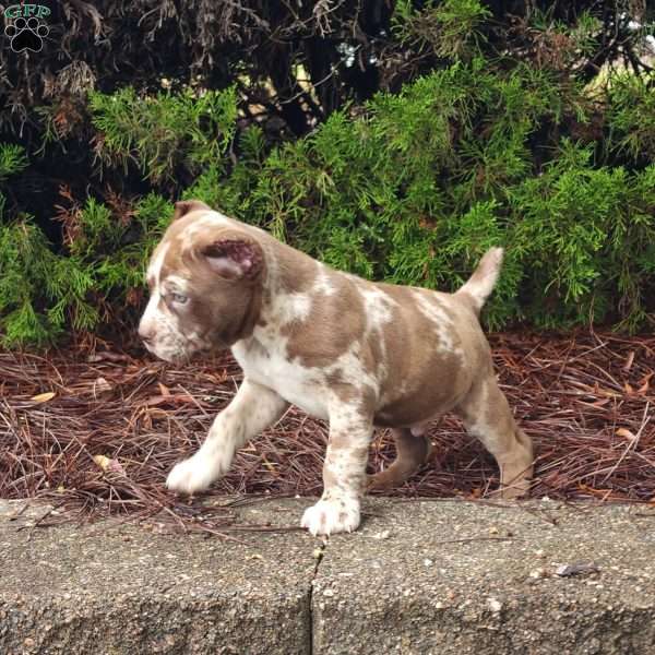 Chocolate Chip, Cane Corso Puppy