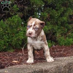 Chocolate Chip, Cane Corso Puppy