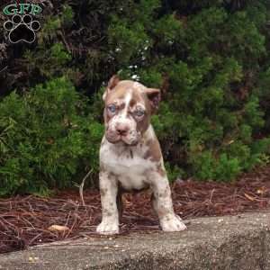 Chocolate Chip, Cane Corso Puppy