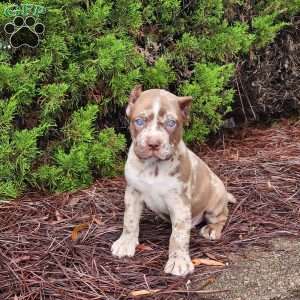 Chocolate Chip, Cane Corso Puppy