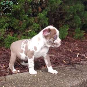 Rhianna, Cane Corso Puppy