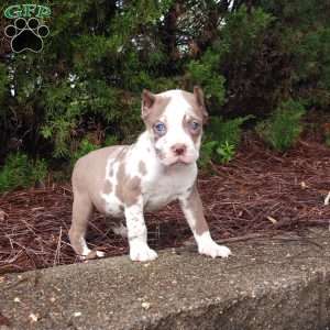 Rhianna, Cane Corso Puppy