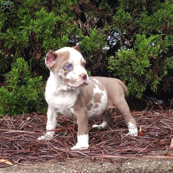 Rhianna, Cane Corso Puppy