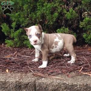 Rhianna, Cane Corso Puppy