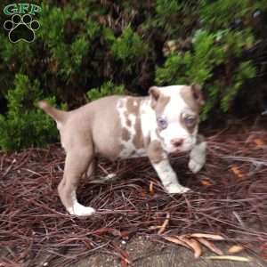 Rhianna, Cane Corso Puppy