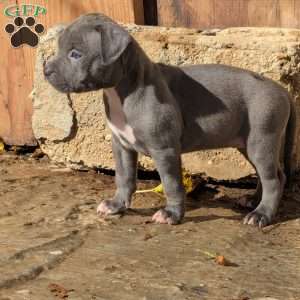 Sapphire, American Bully Puppy