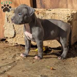 Sapphire, American Bully Puppy