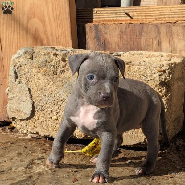 Sapphire, American Bully Puppy