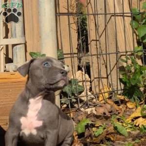 Penny, American Bully Puppy