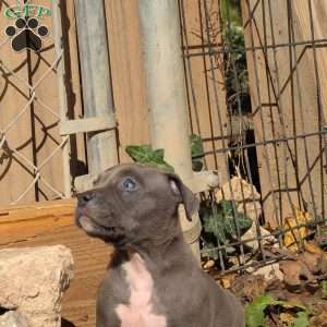 Penny, American Bully Puppy
