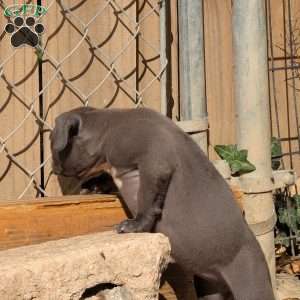 Penny, American Bully Puppy