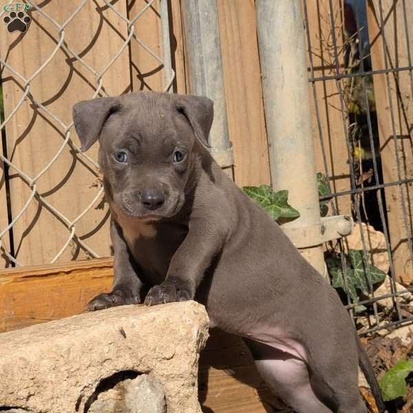 Penny, American Bully Puppy
