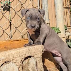 Penny, American Bully Puppy