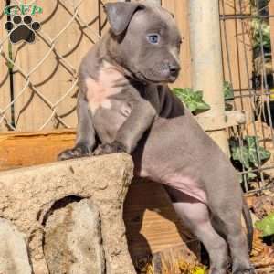 Penny, American Bully Puppy