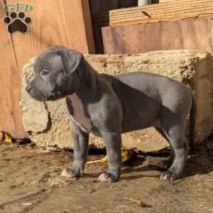 Sapphire, American Bully Puppy